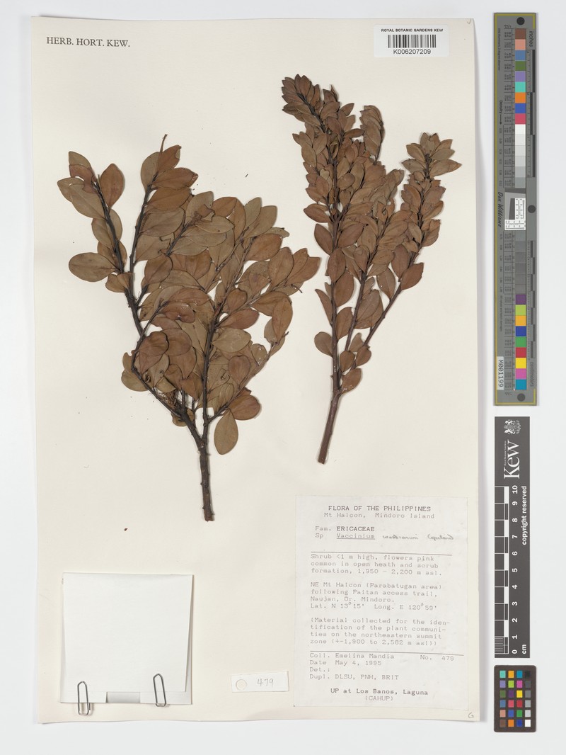 Vaccinium woodianum photo 8