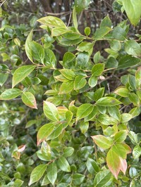Vaccinium wrightii