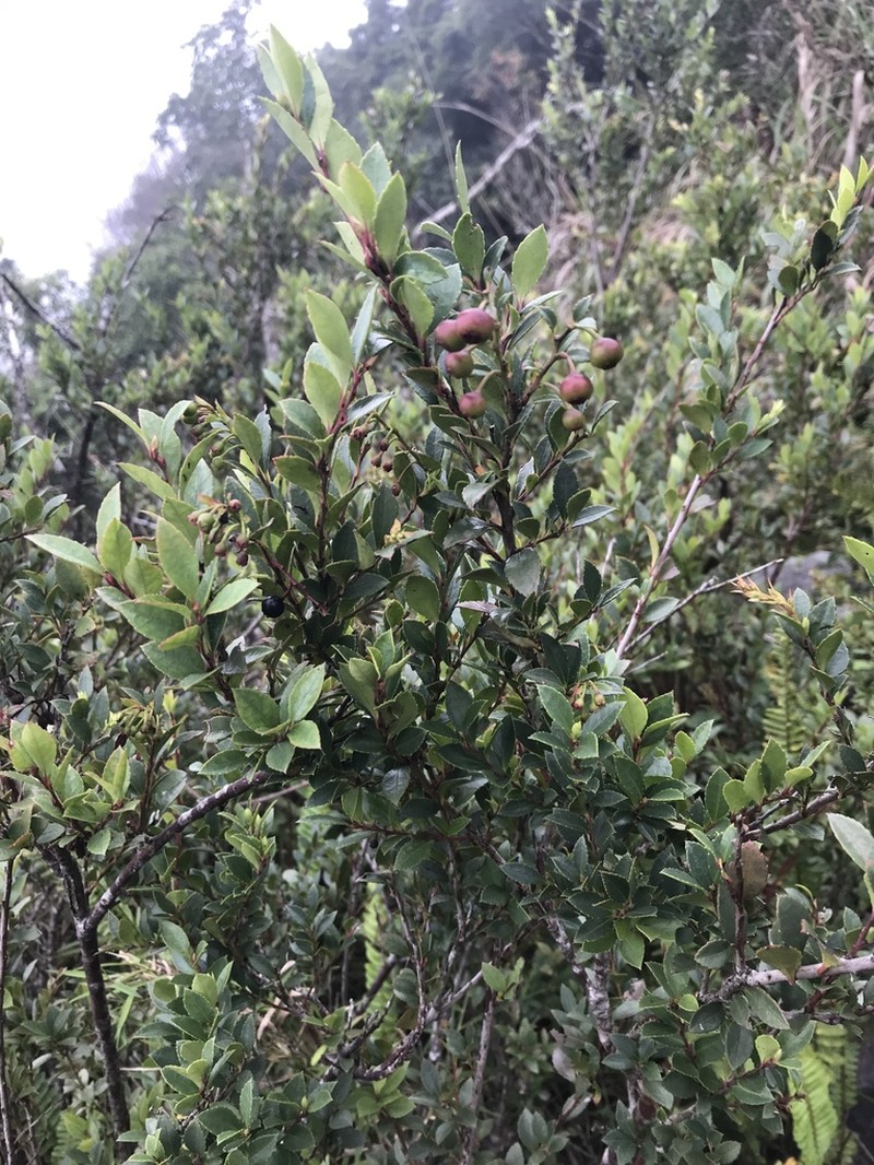 Vaccinium wrightii photo 3