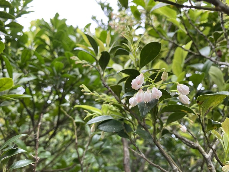 Vaccinium wrightii photo 4