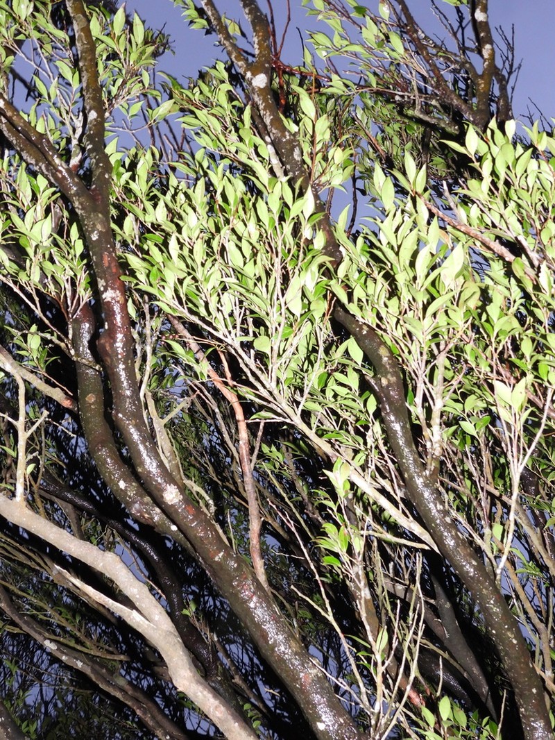 Vaccinium wrightii photo 5