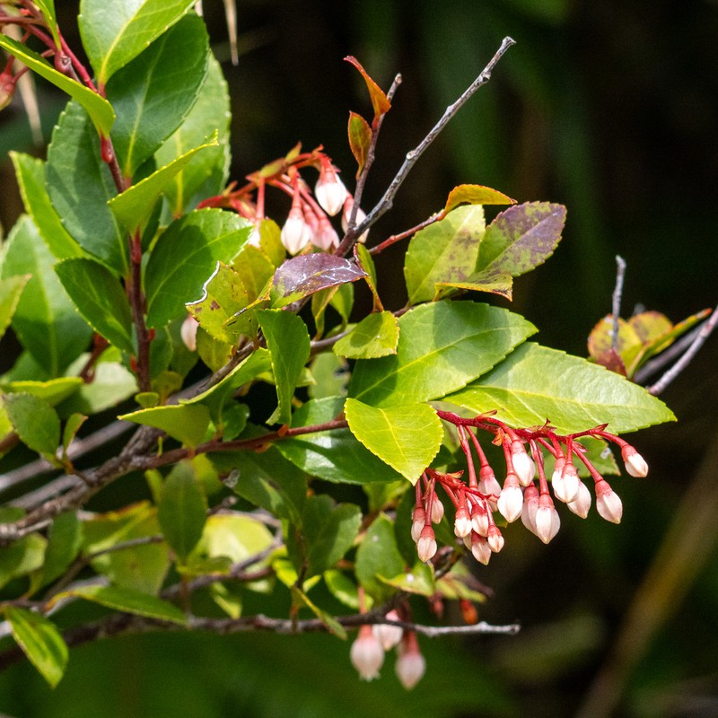 Vaccinium wrightii photo 6