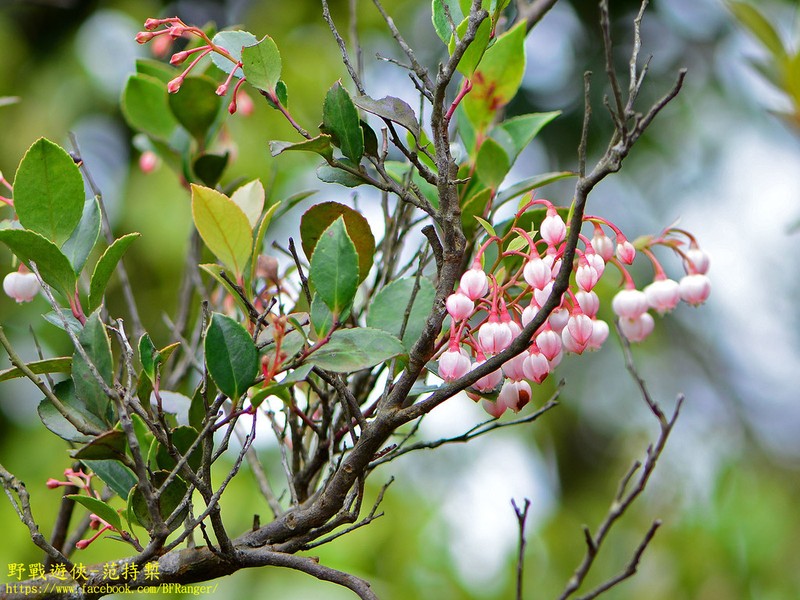 Vaccinium wrightii photo 7