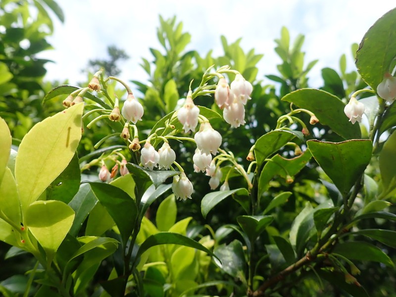 Vaccinium wrightii photo 8