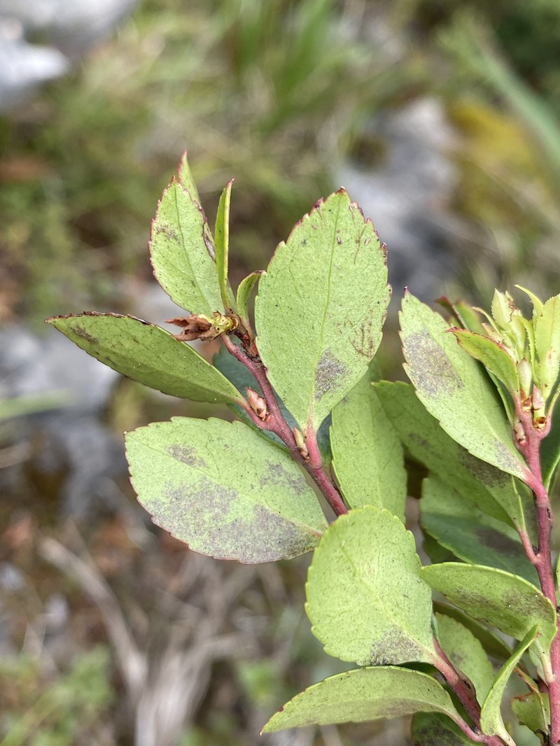 Vaccinium wrightii var. formosanum