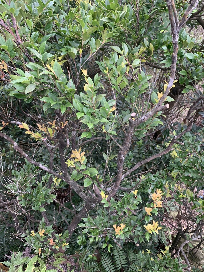 Vaccinium wrightii var. formosanum photo 2
