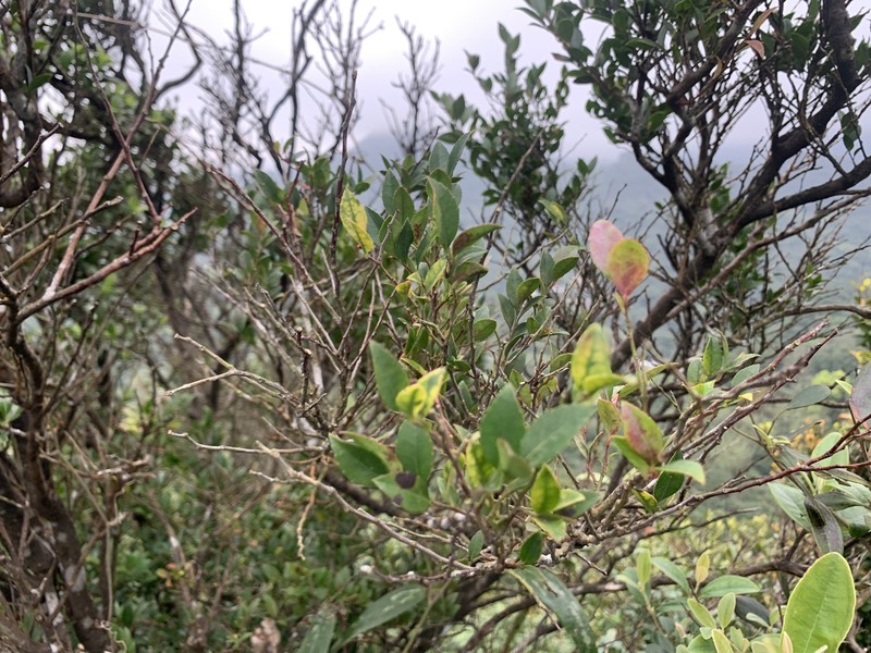 Vaccinium wrightii var. formosanum photo 3
