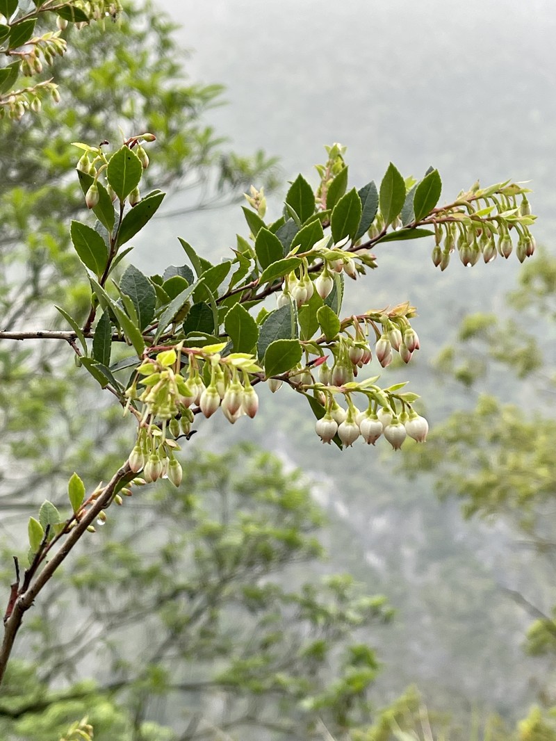 Vaccinium wrightii var. formosanum photo 4