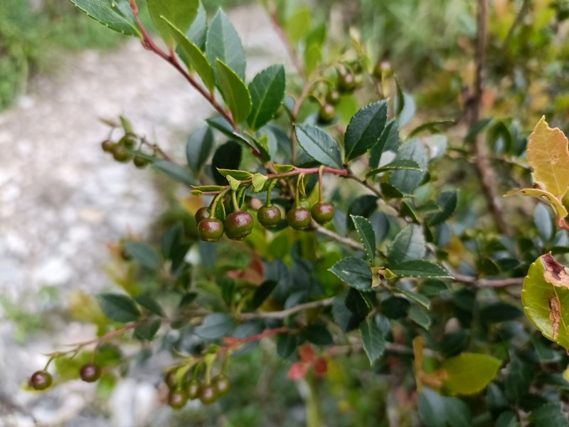 Vaccinium wrightii var. formosanum photo 5