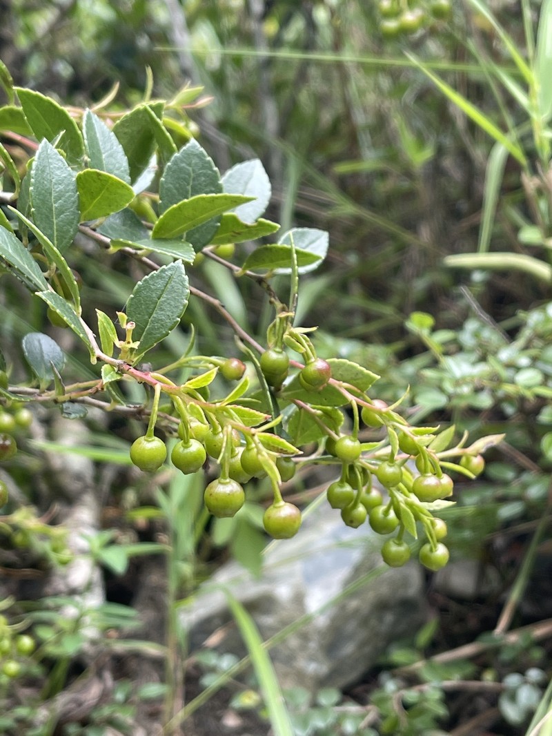 Vaccinium wrightii var. formosanum photo 6