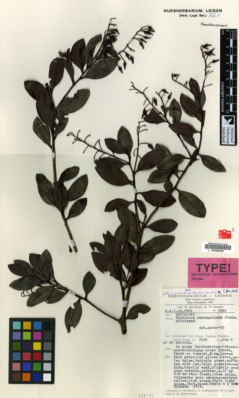 Vaccinium xerampelinum photo 2