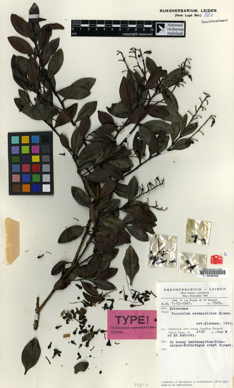 Vaccinium xerampelinum photo 3