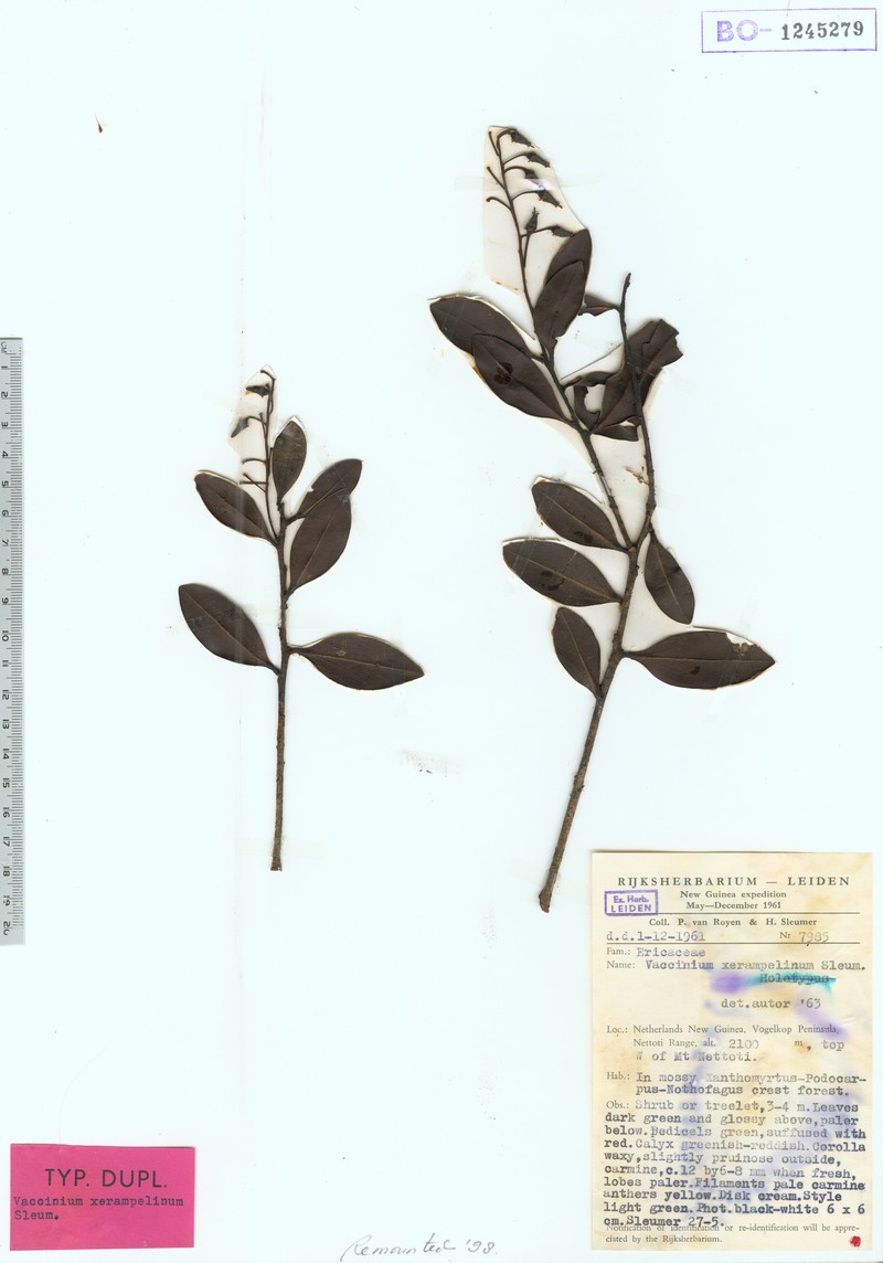 Vaccinium xerampelinum photo 4