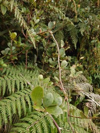 Vaccinium xerampelinum