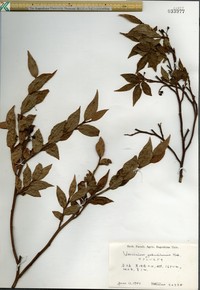 Vaccinium yakushimense