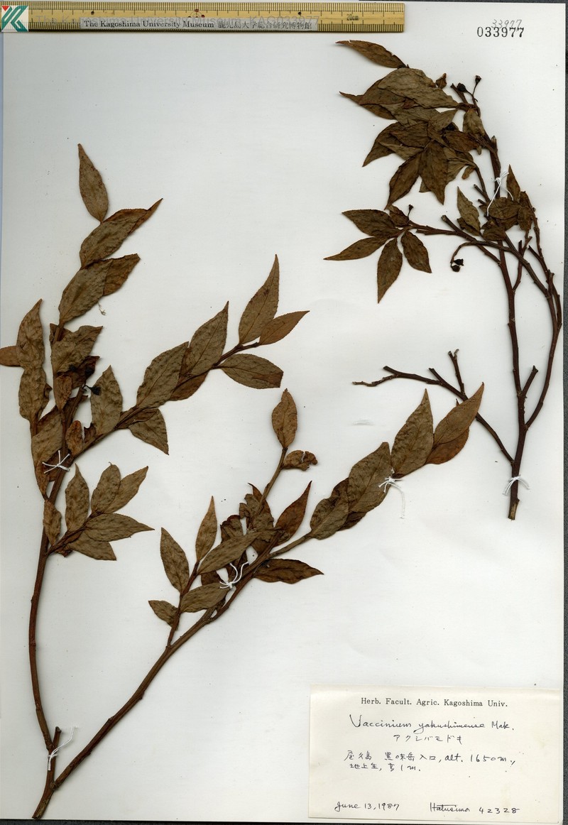 Vaccinium yakushimense