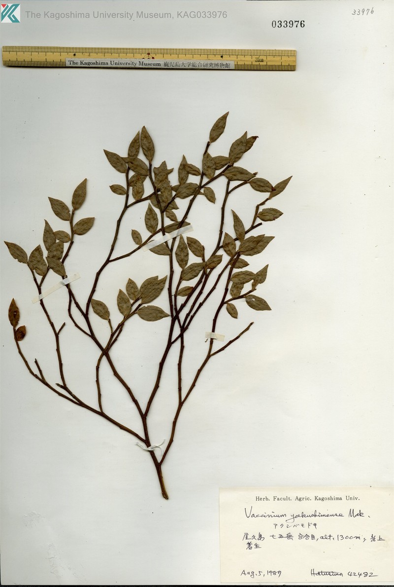 Vaccinium yakushimense photo 2