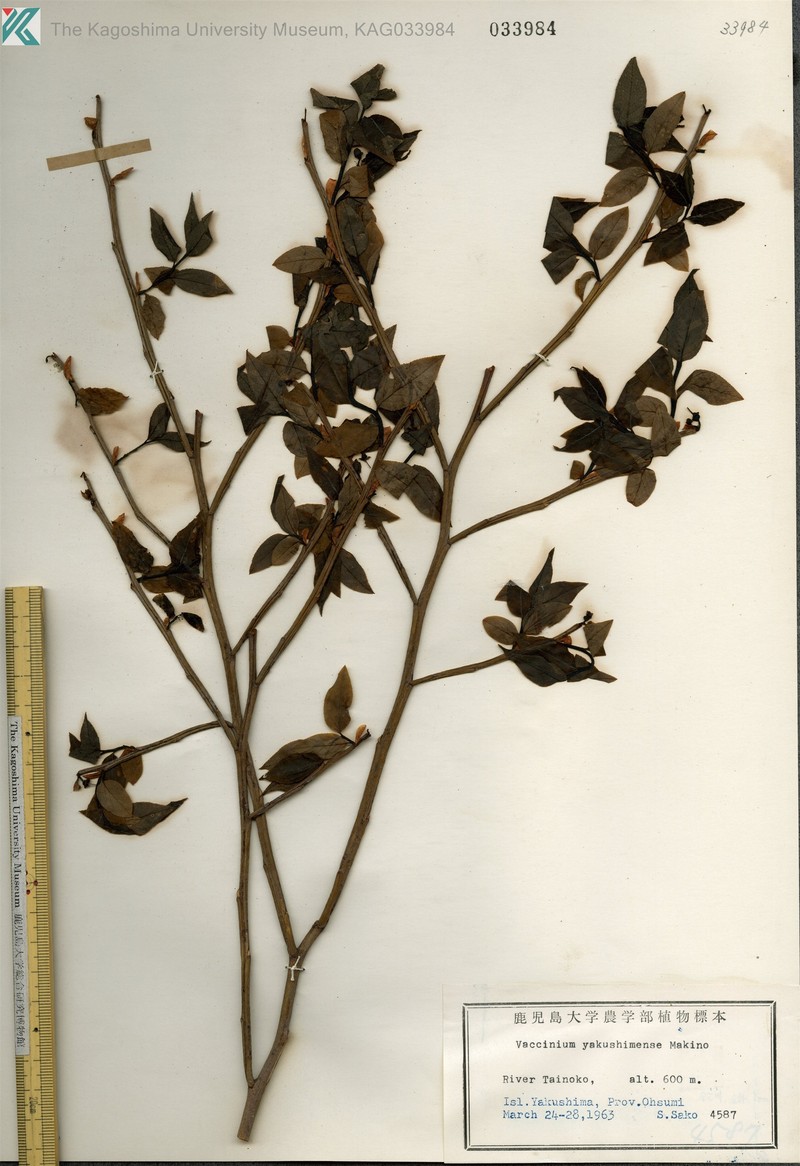 Vaccinium yakushimense photo 3