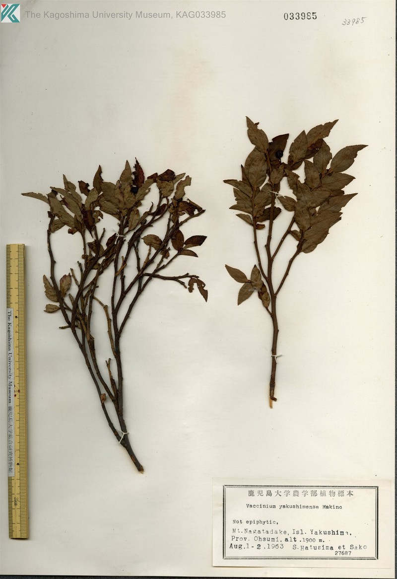 Vaccinium yakushimense photo 4