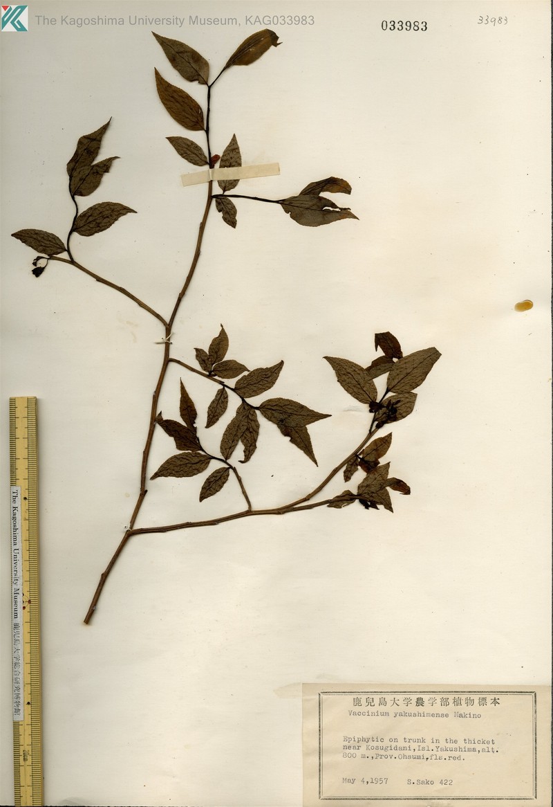 Vaccinium yakushimense photo 5