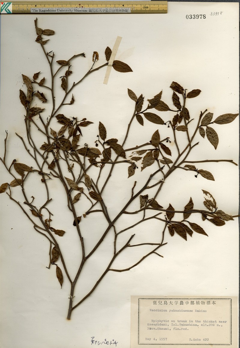 Vaccinium yakushimense photo 6