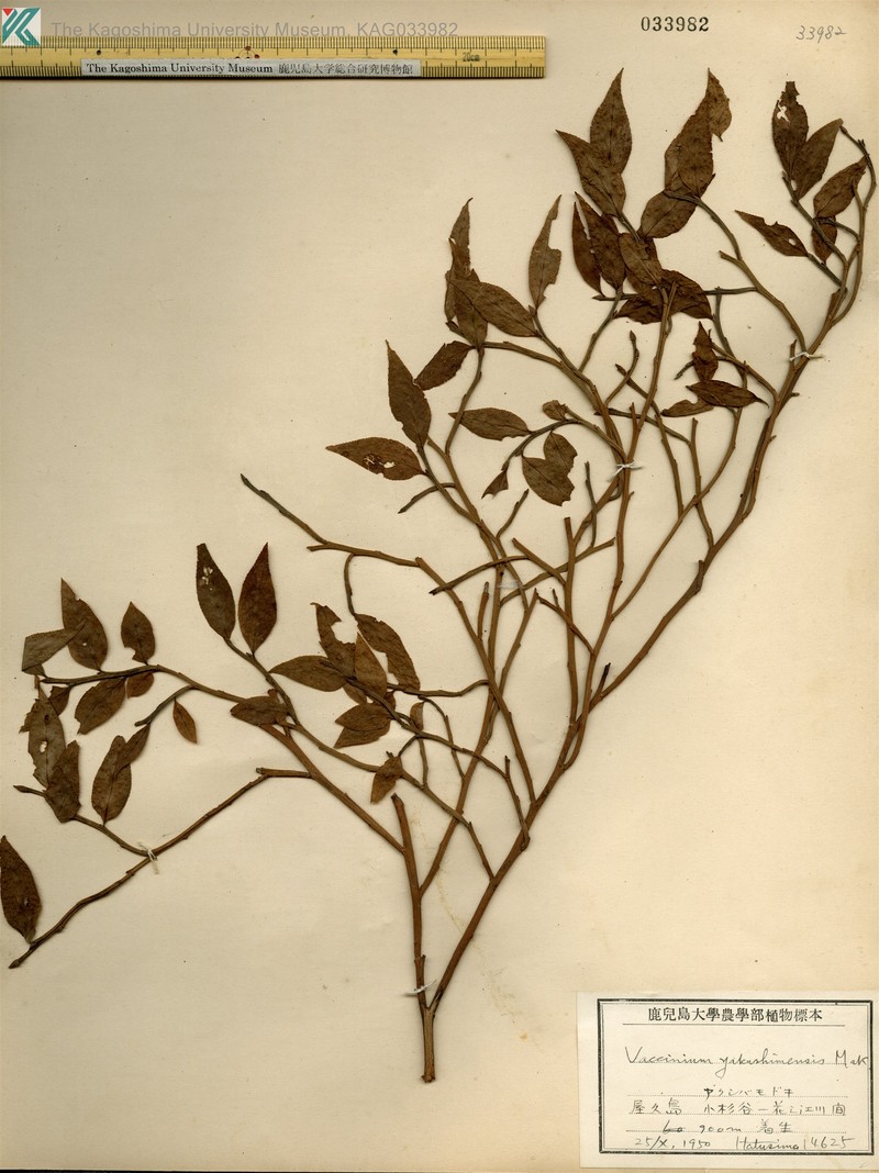 Vaccinium yakushimense photo 7