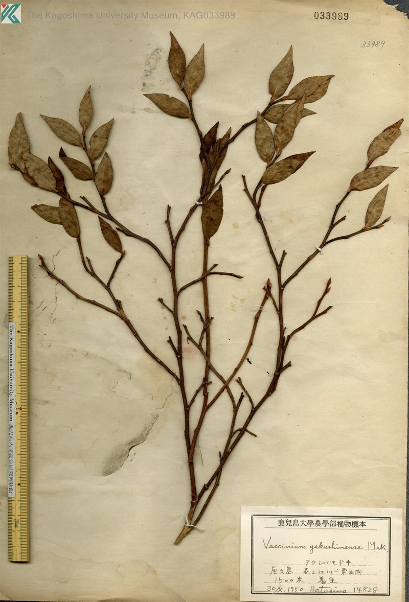 Vaccinium yakushimense photo 8