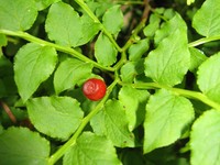Vaccinium yatabei