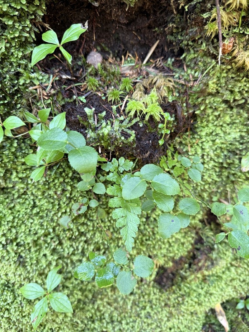 Vaccinium yatabei photo 2