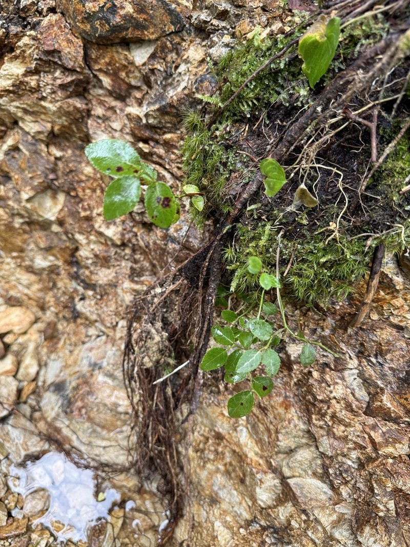 Vaccinium yatabei photo 3