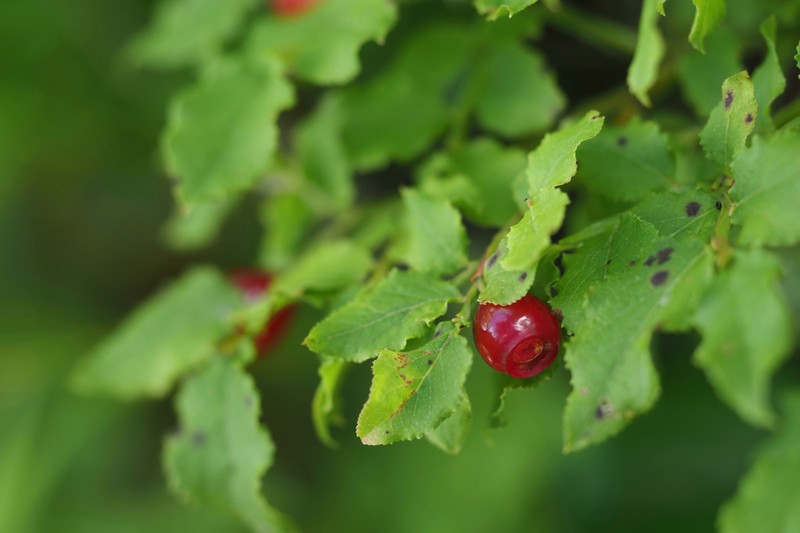 Vaccinium yatabei photo 4