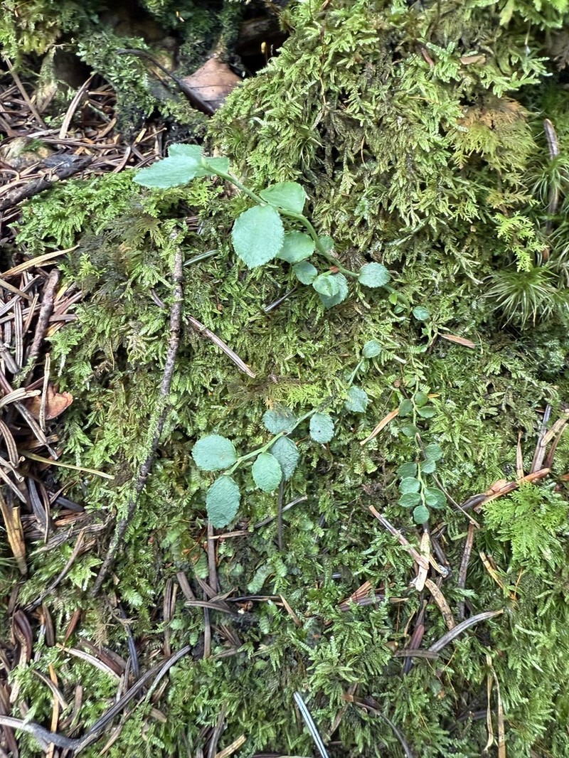 Vaccinium yatabei photo 6