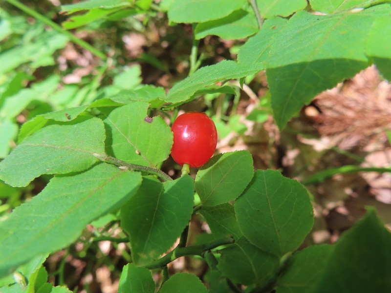 Vaccinium yatabei photo 7