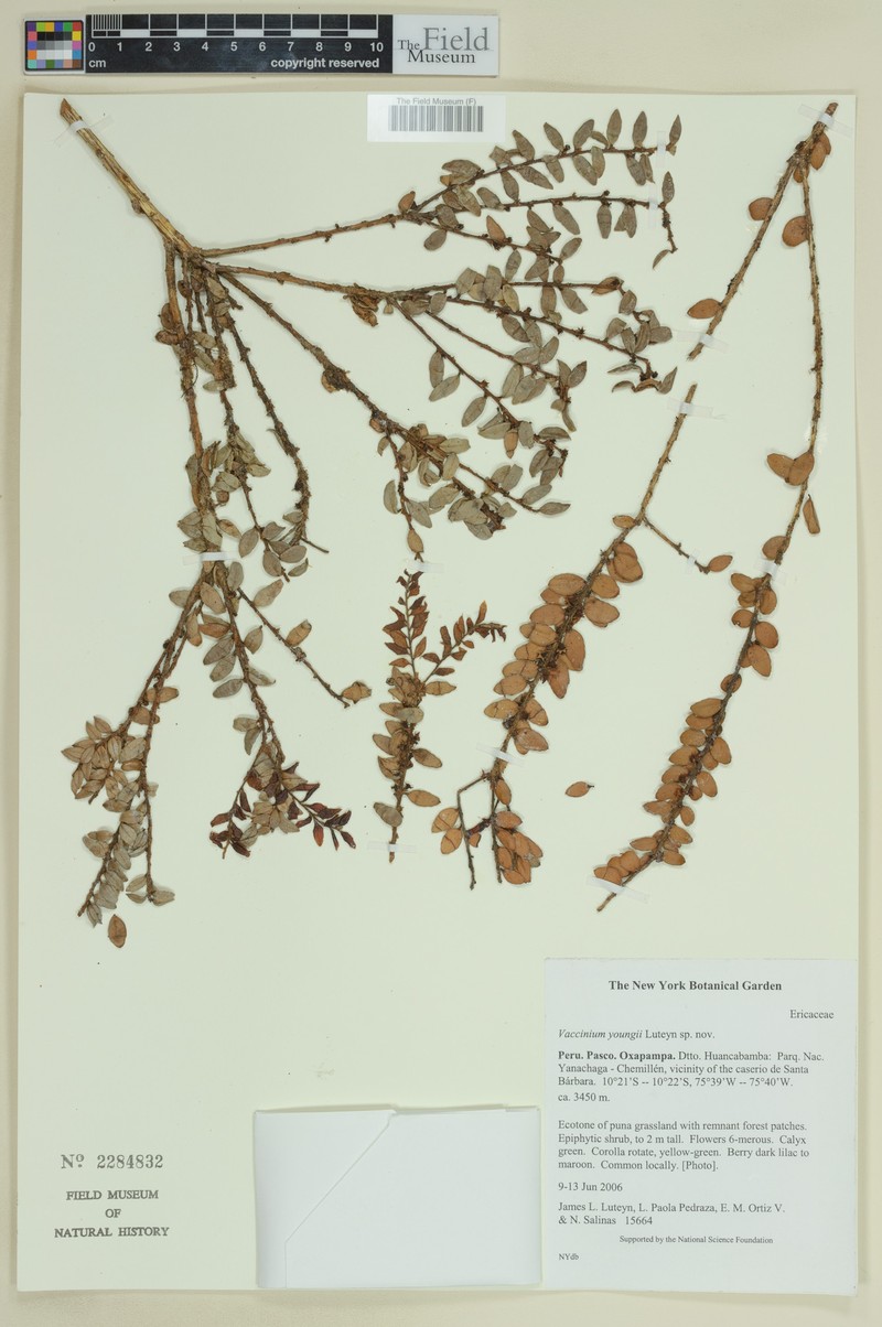 Vaccinium youngii