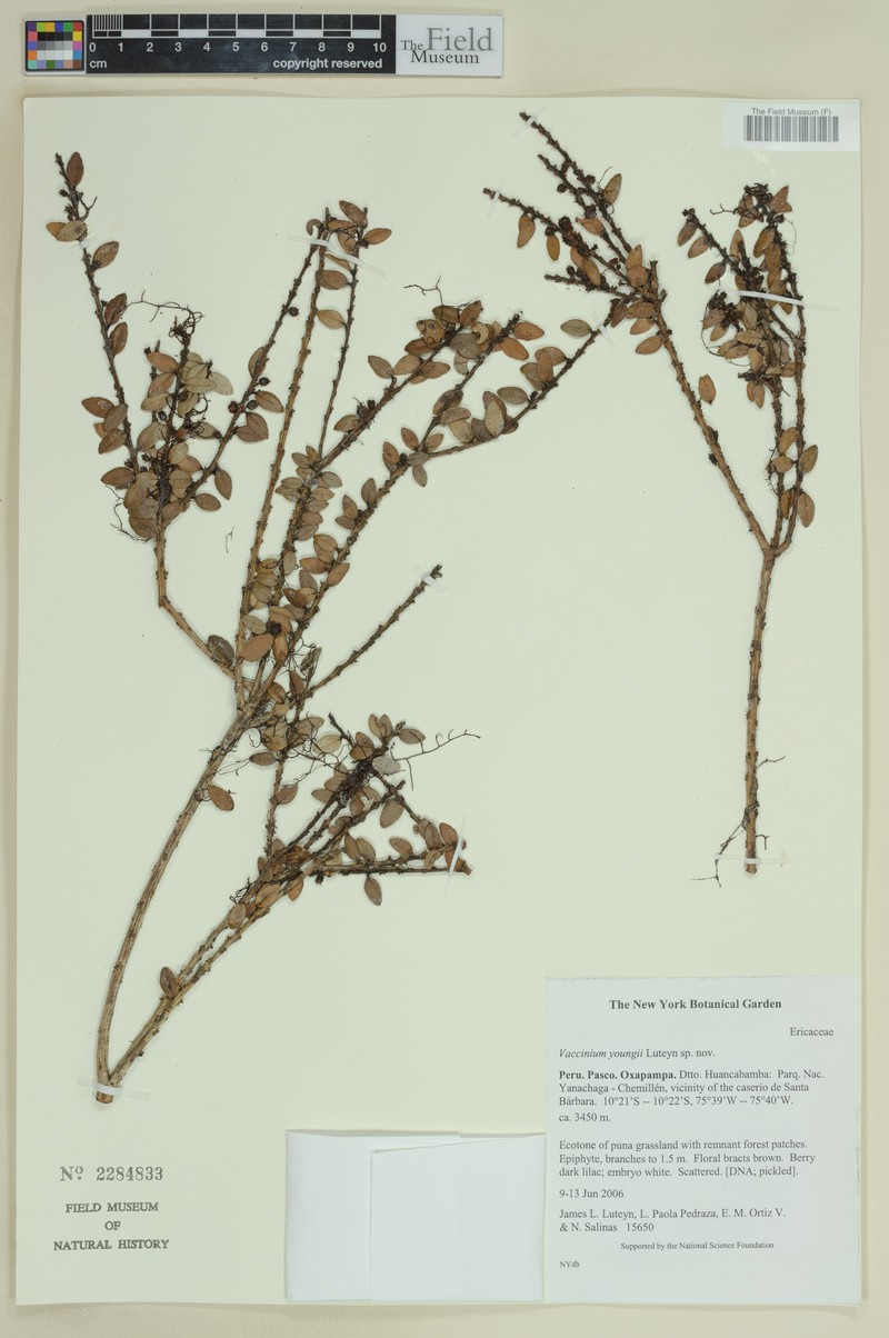 Vaccinium youngii photo 2