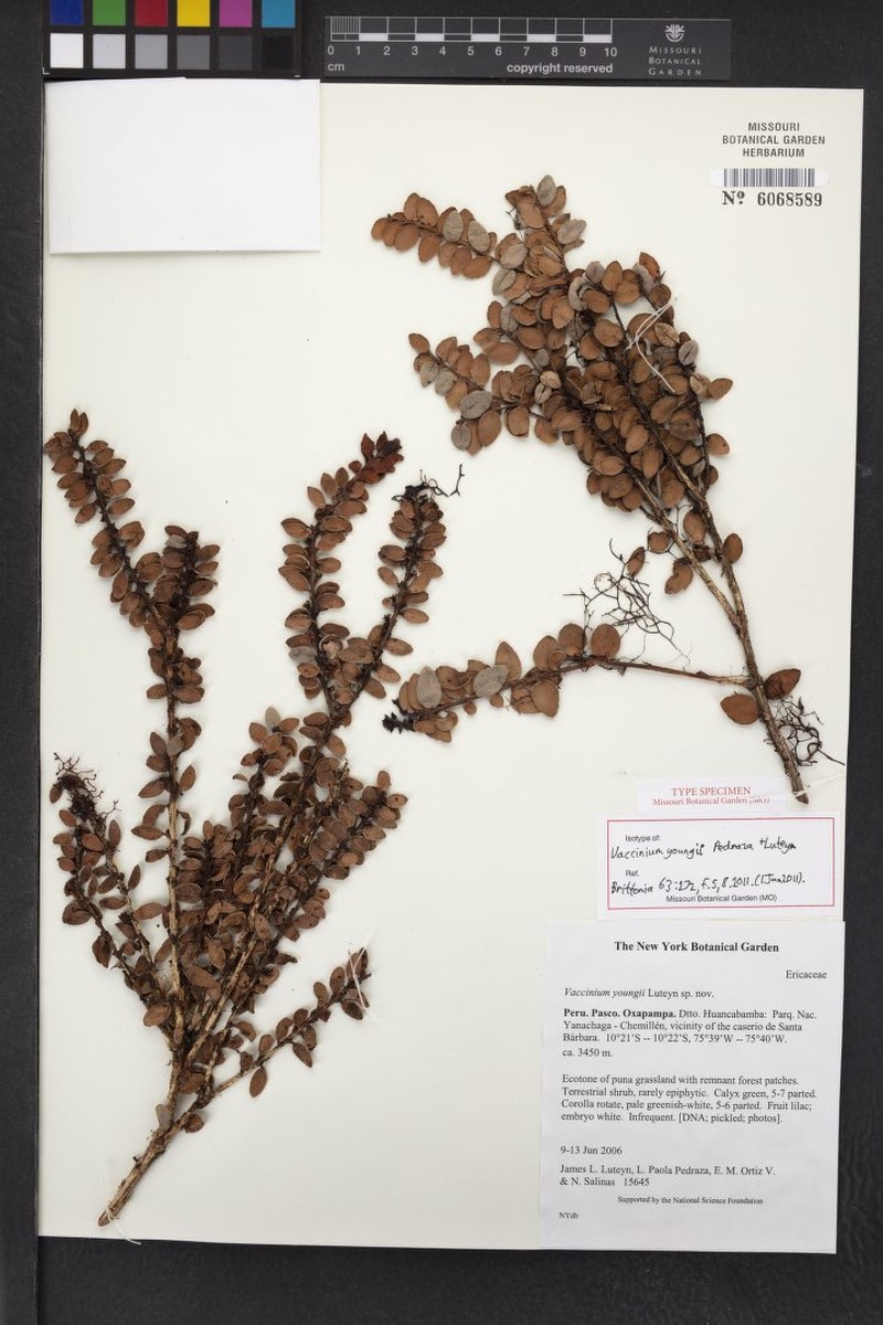 Vaccinium youngii photo 3