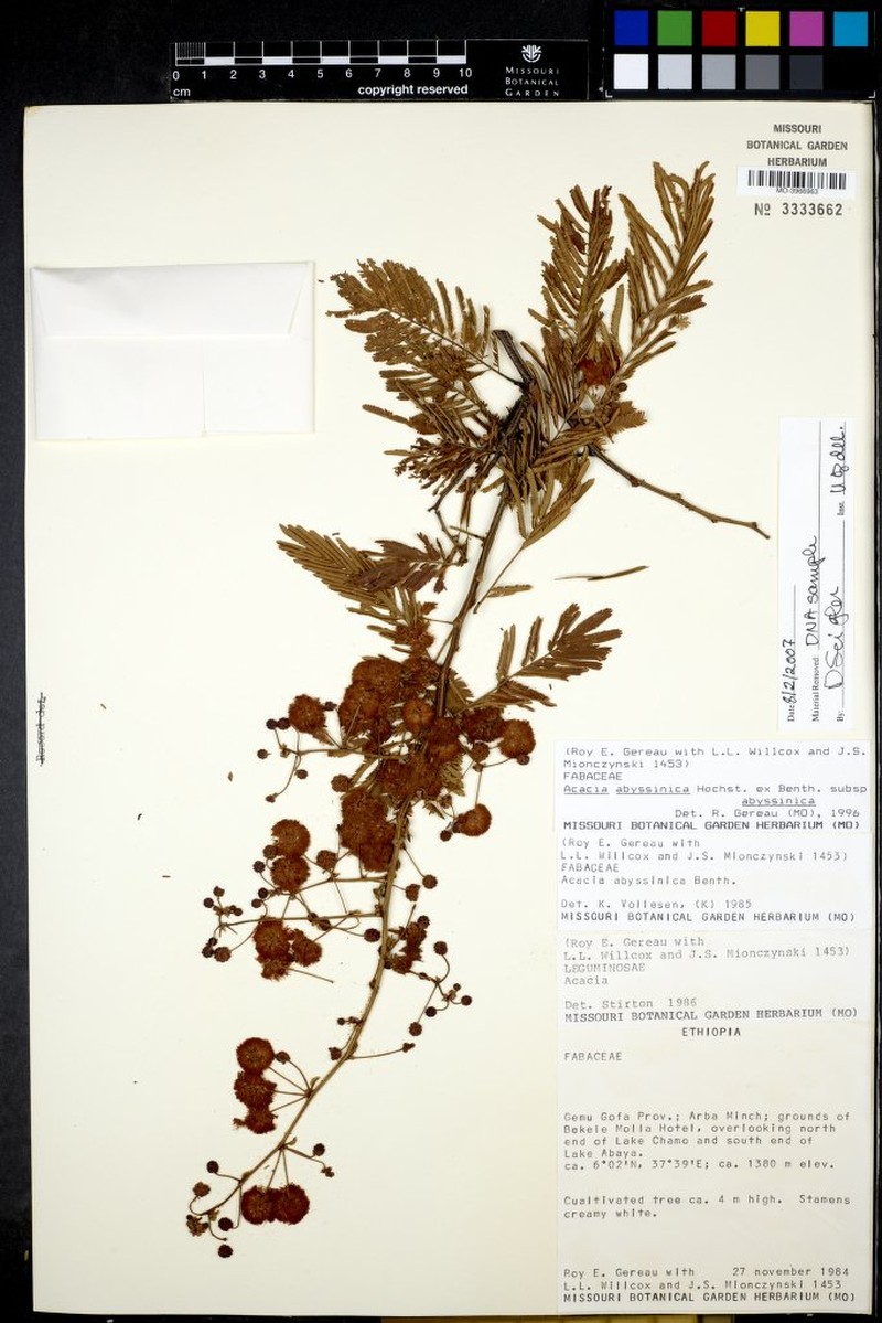 Vachellia abyssinica subsp. abyssinica