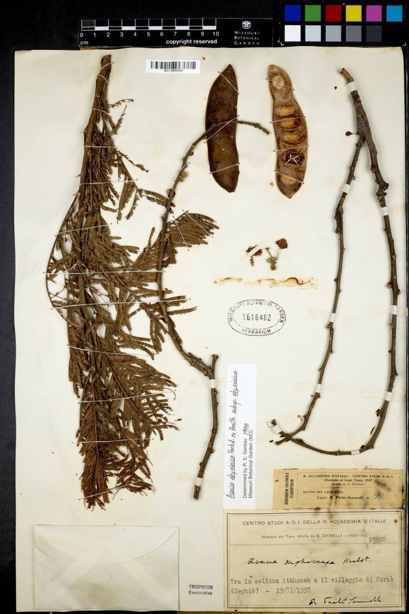 Vachellia abyssinica subsp. abyssinica photo 2