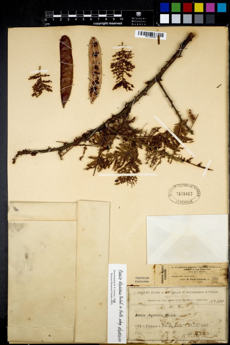 Vachellia abyssinica subsp. abyssinica photo 3