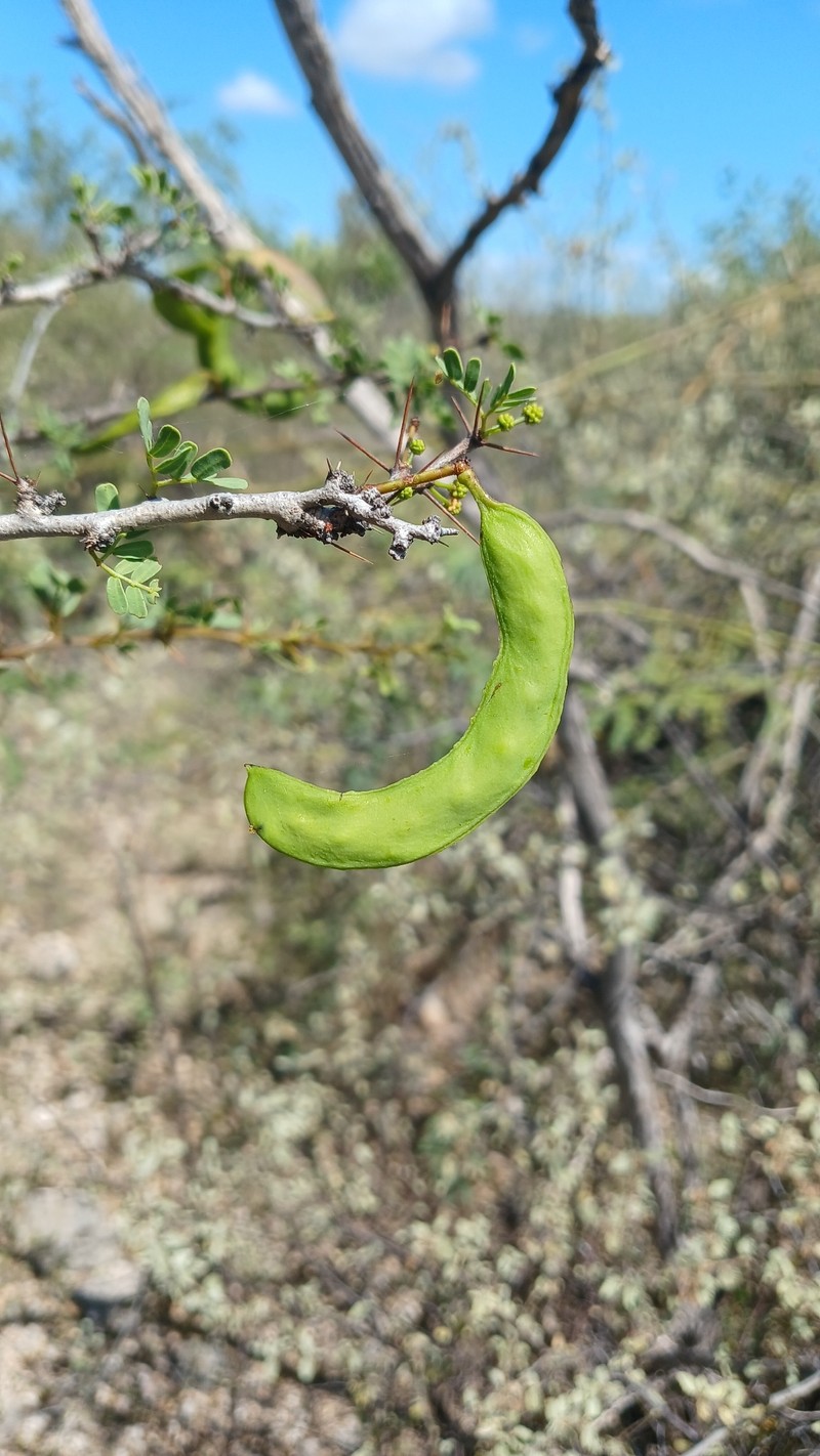 Vachellia azuana photo 2