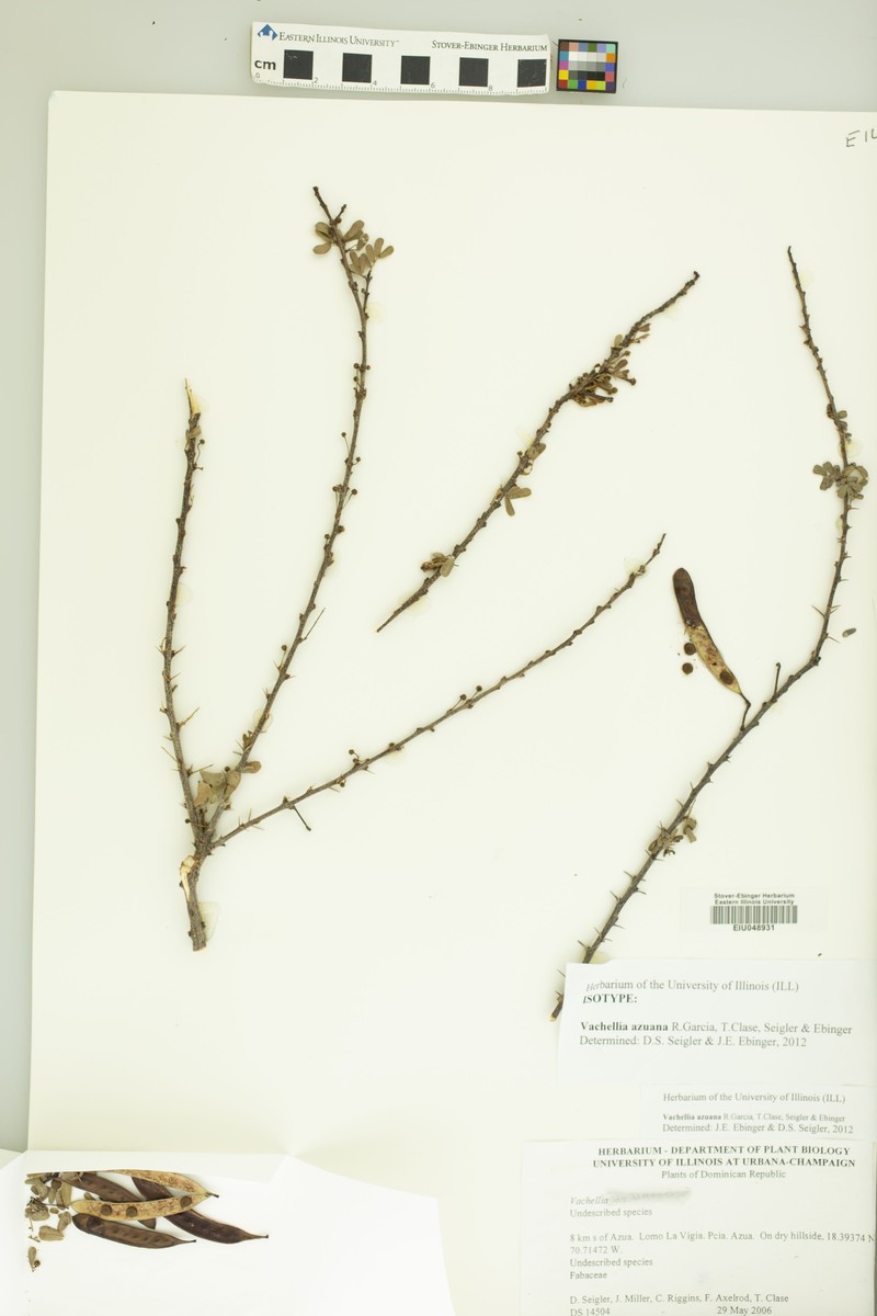 Vachellia azuana photo 3