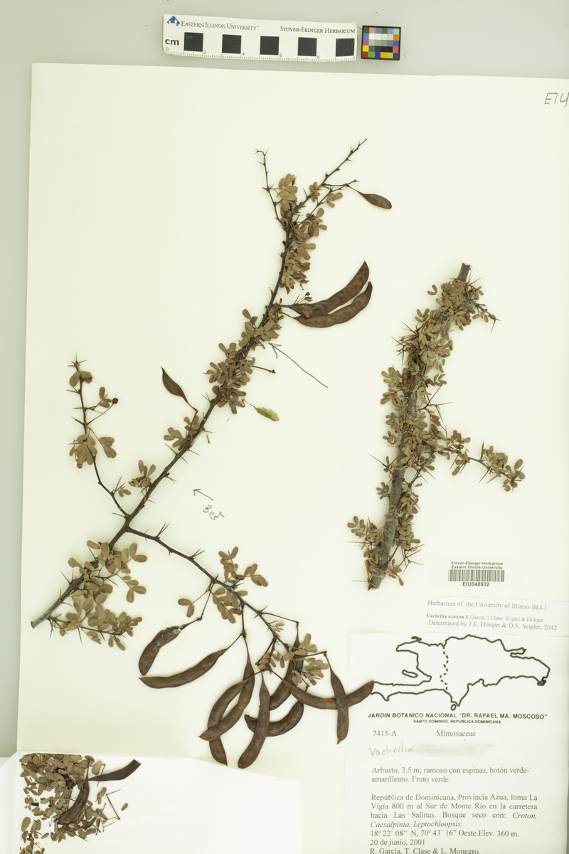 Vachellia azuana photo 4