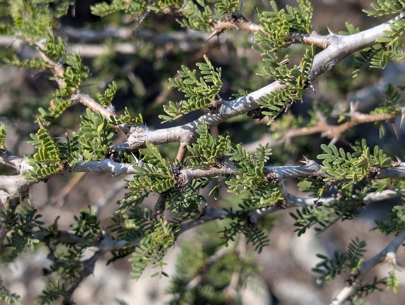 Vachellia bellula