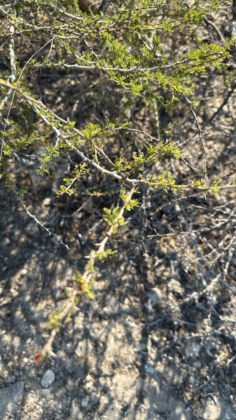 Vachellia bellula photo 2