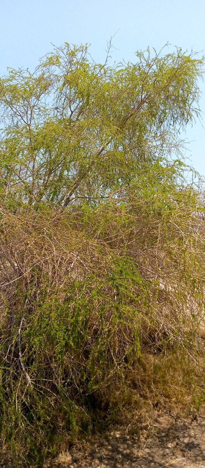 Vachellia bellula photo 3