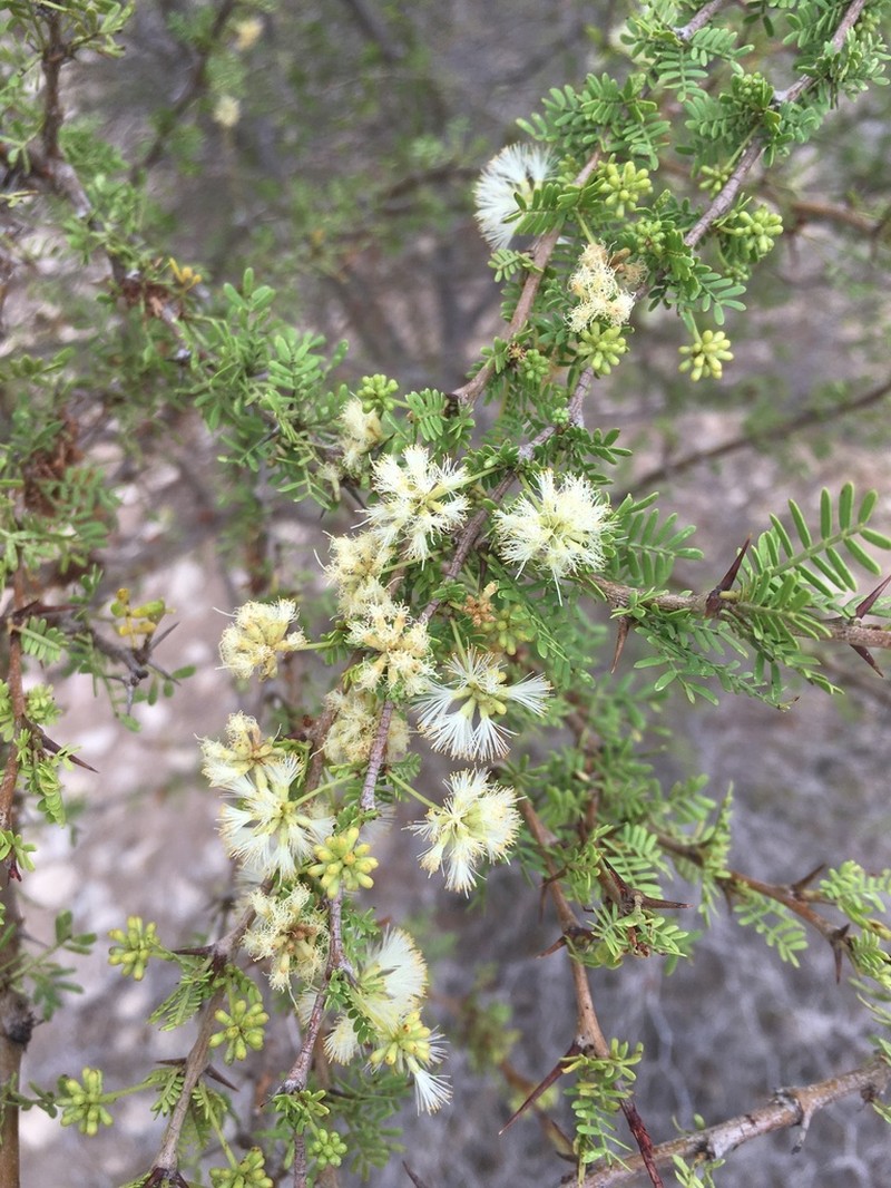 Vachellia bellula photo 4