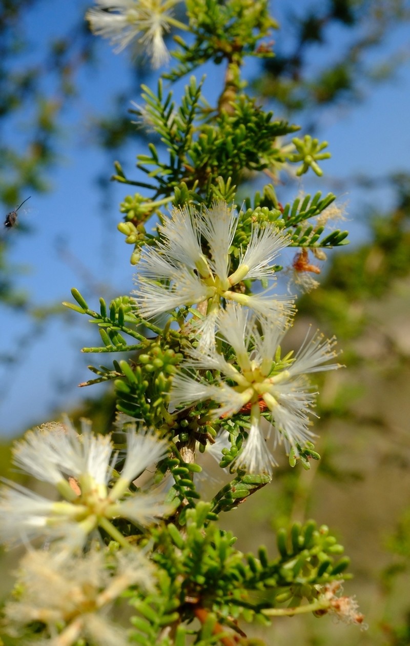 Vachellia bellula photo 5