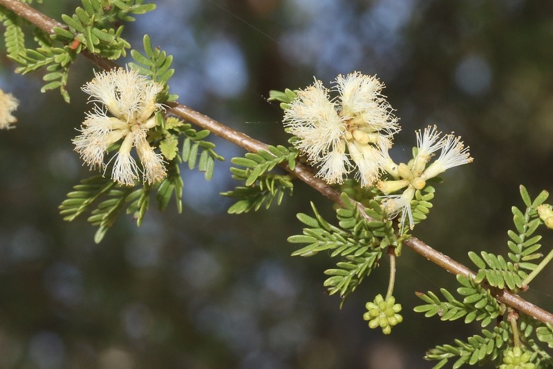 Vachellia bellula photo 6
