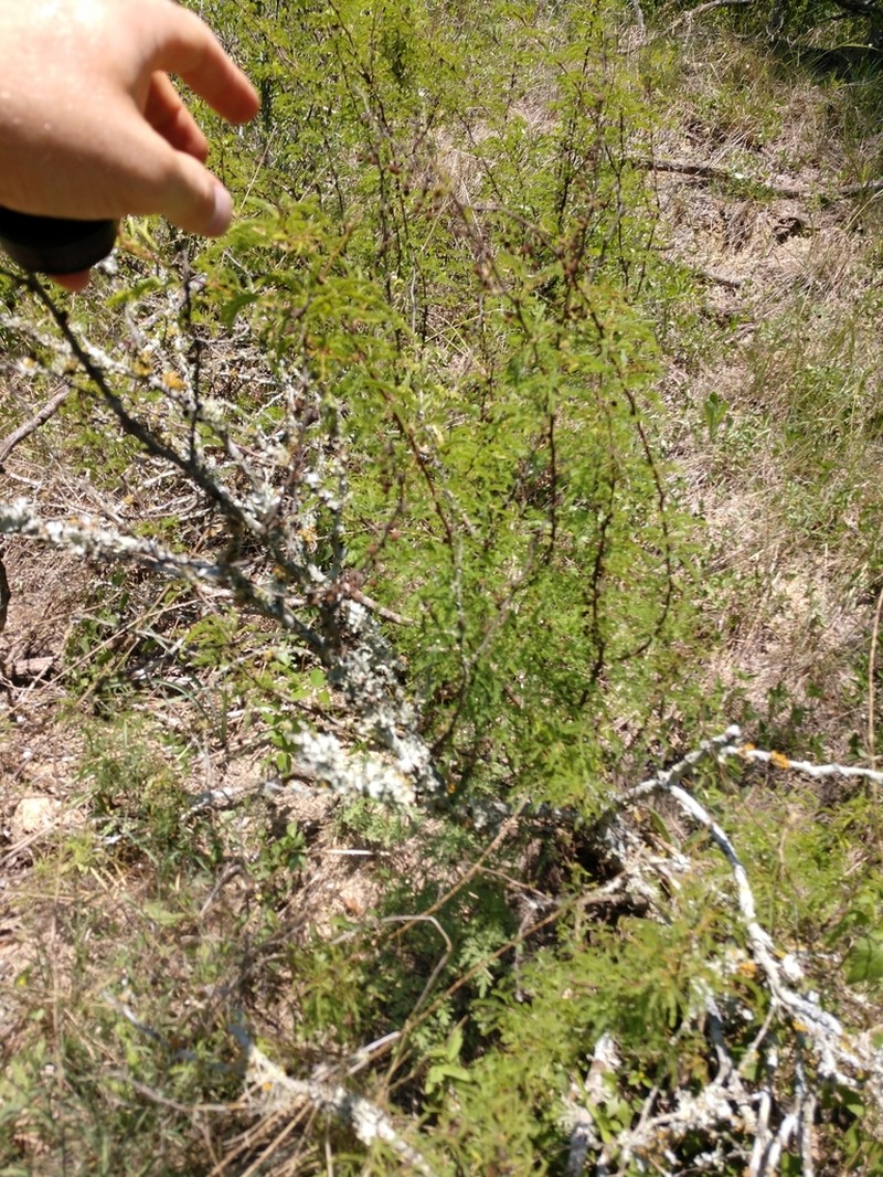 Bravo Acacia photo 2