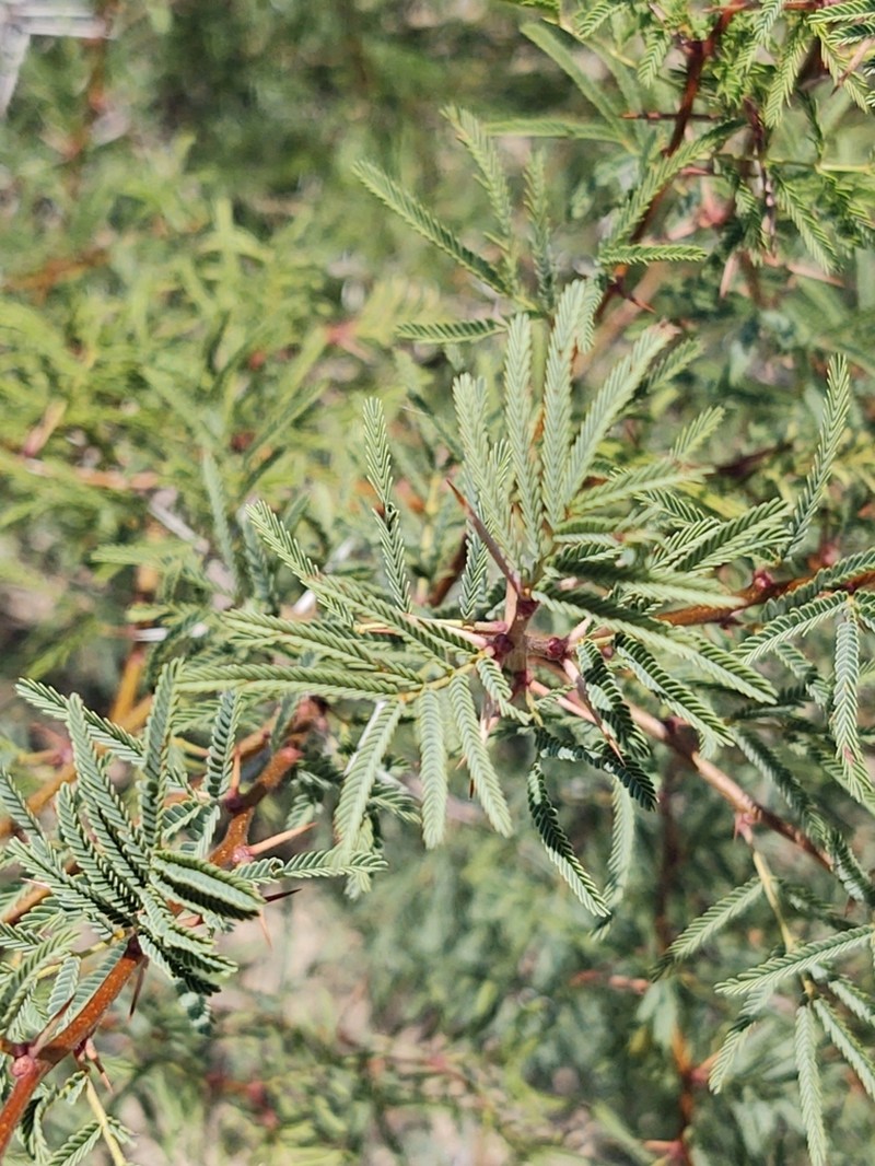 Bravo Acacia photo 3